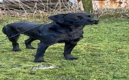 Labrador Retriever dogs for stud: Koba  - Image 1