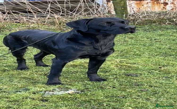 Labrador Retriever dogs - Advert 1