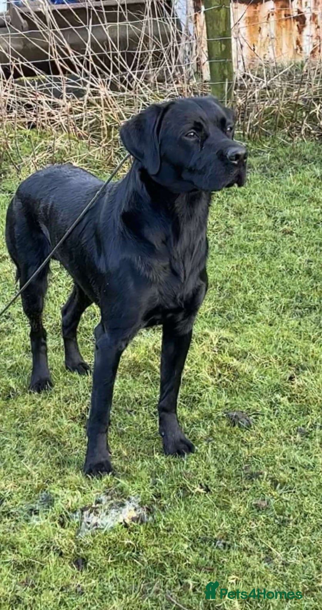 Labrador Retriever dogs for stud: Koba  - Image 1