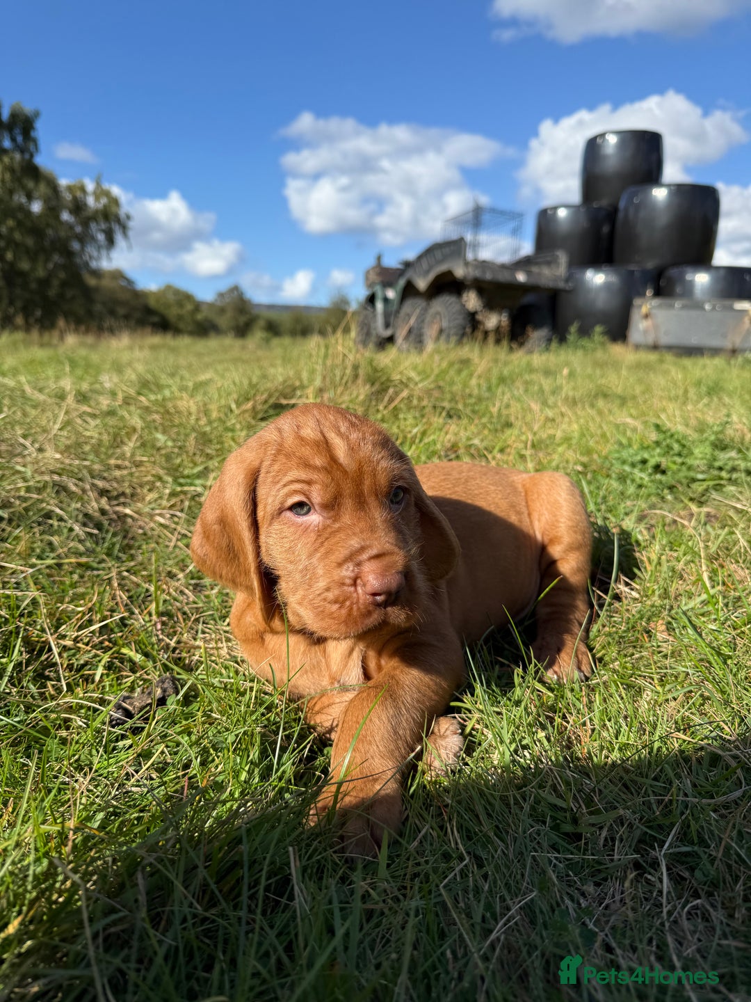 Hungarian Vizsla dogs for sale: Wirehaired Vizsla’s - Image 25