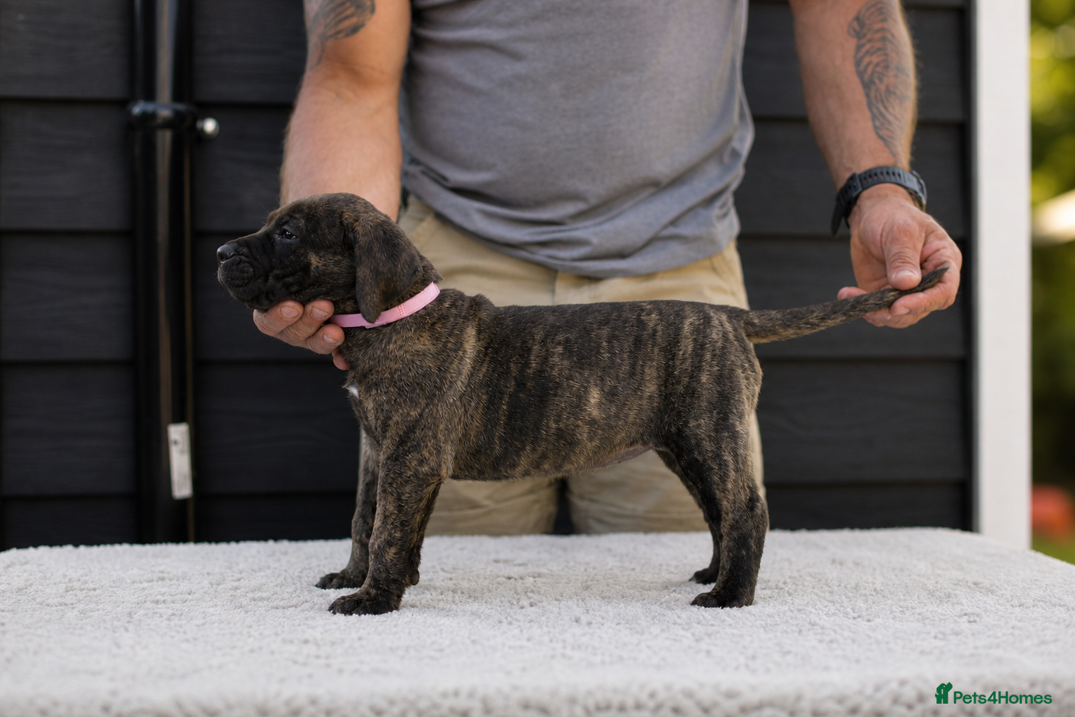 Presa Canario dogs for sale: Presa Canario puppies champion bloodlines - Advert 9