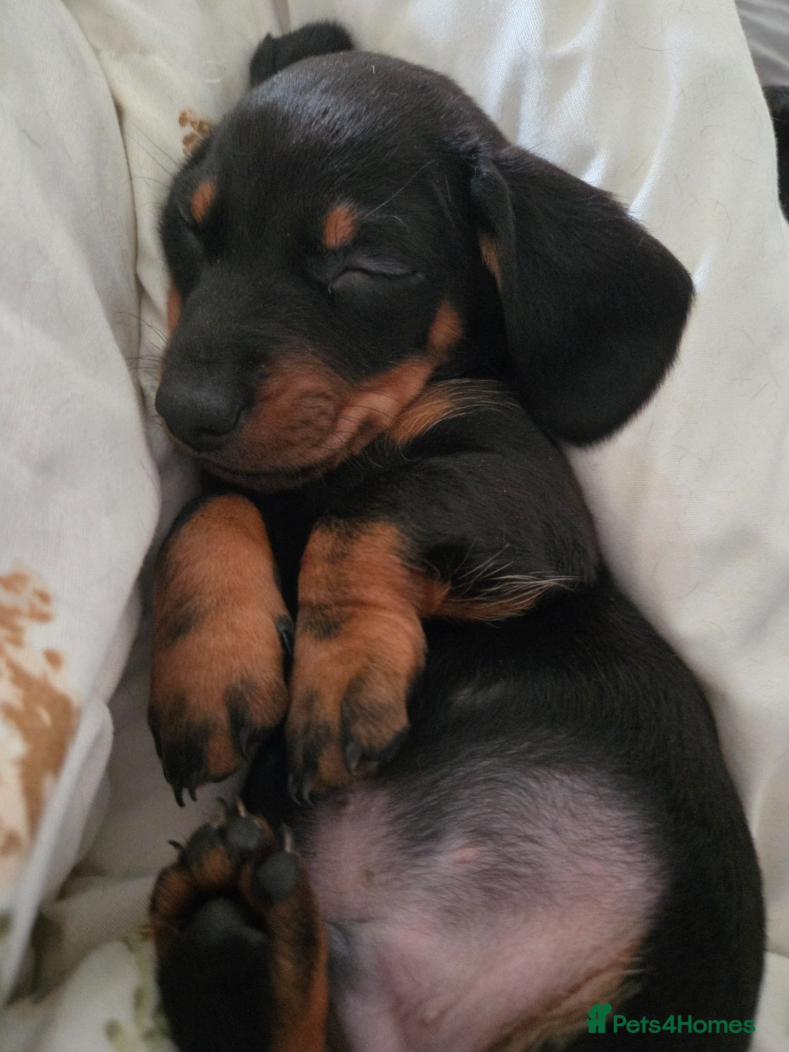 Miniature Dachshund dogs Miniature Dachshunds - Advert 1