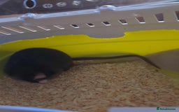 Rat rodents for sale: 1 Dumbo & 1 Fancy - Image 2