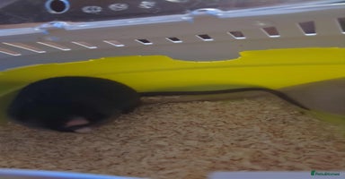 Rat rodents - Advert 14