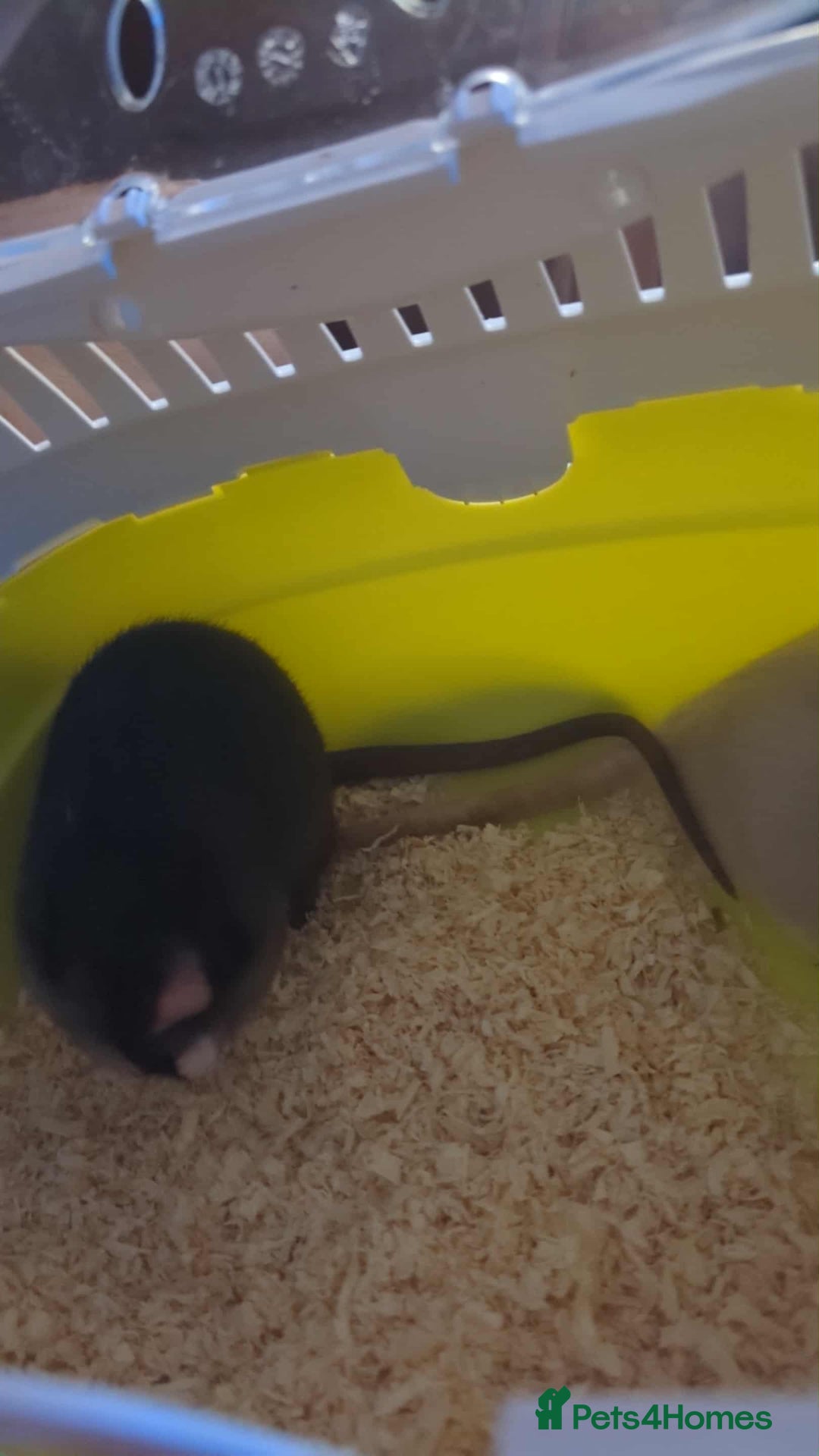 Rat rodents for sale: 1 Dumbo & 1 Fancy - Image 2