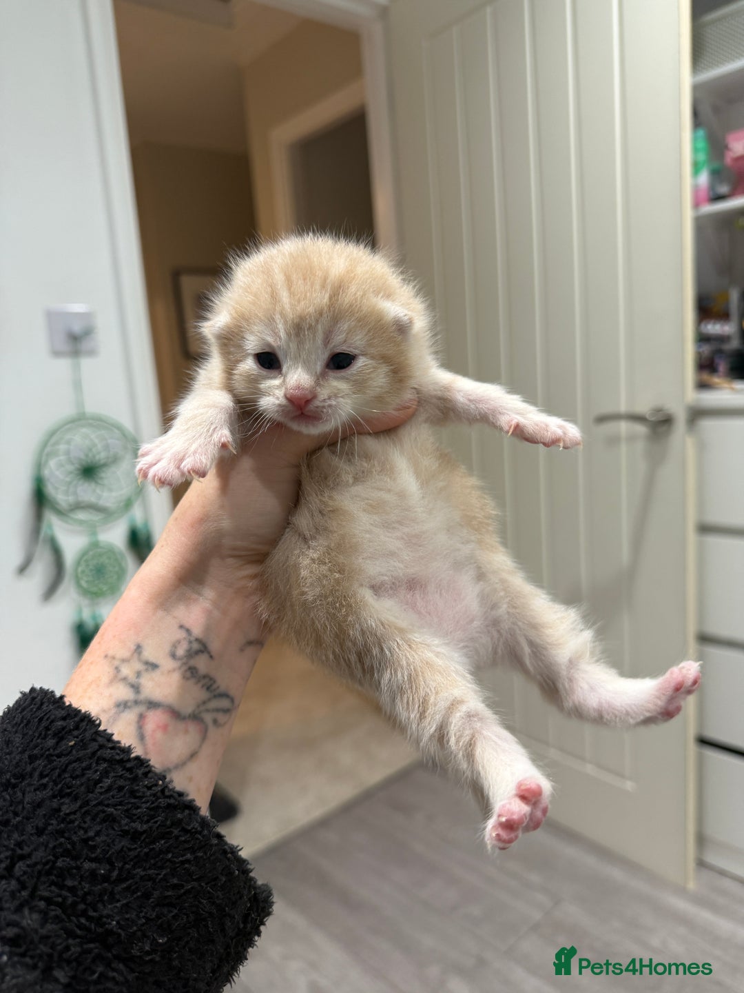 Mixed Breed cats for sale: PLEASE READ - 4 stunning kittens. 3 male. 1 female - Image 8