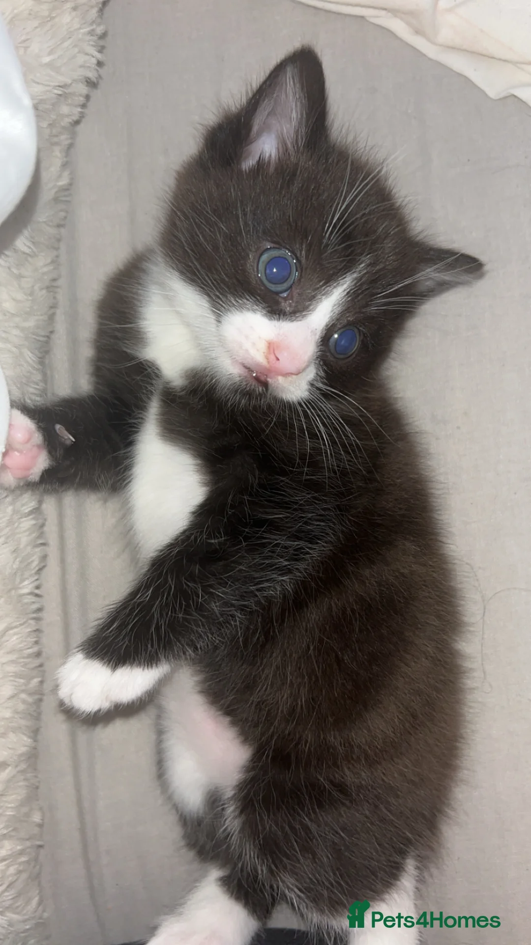 Maine Coon cats for sale: Male kitten for sale  - Advert 2