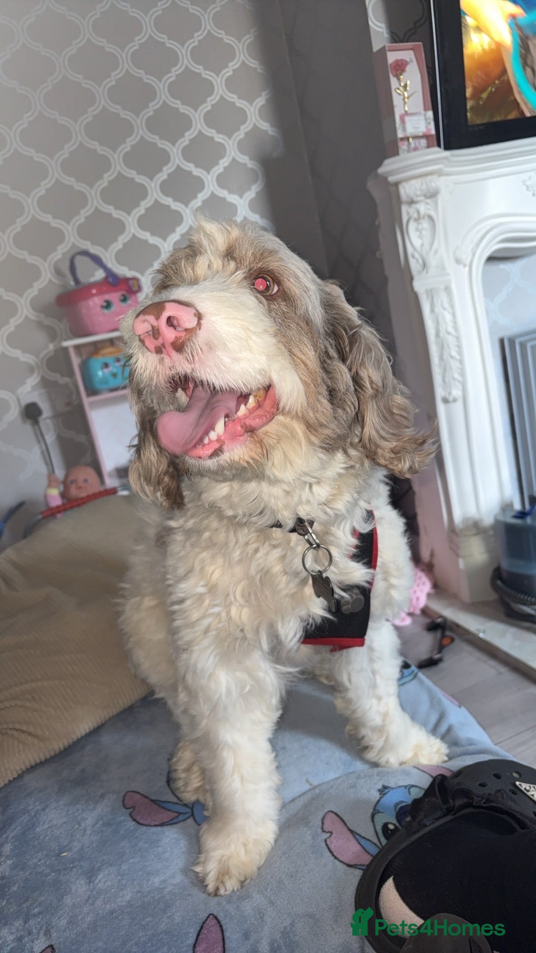 Mixed Breed dogs for sale: 2 year old male sprockerpoo - Advert 5