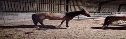 New Forest horses for sale: Registered gelding already 14hh - Advert 2