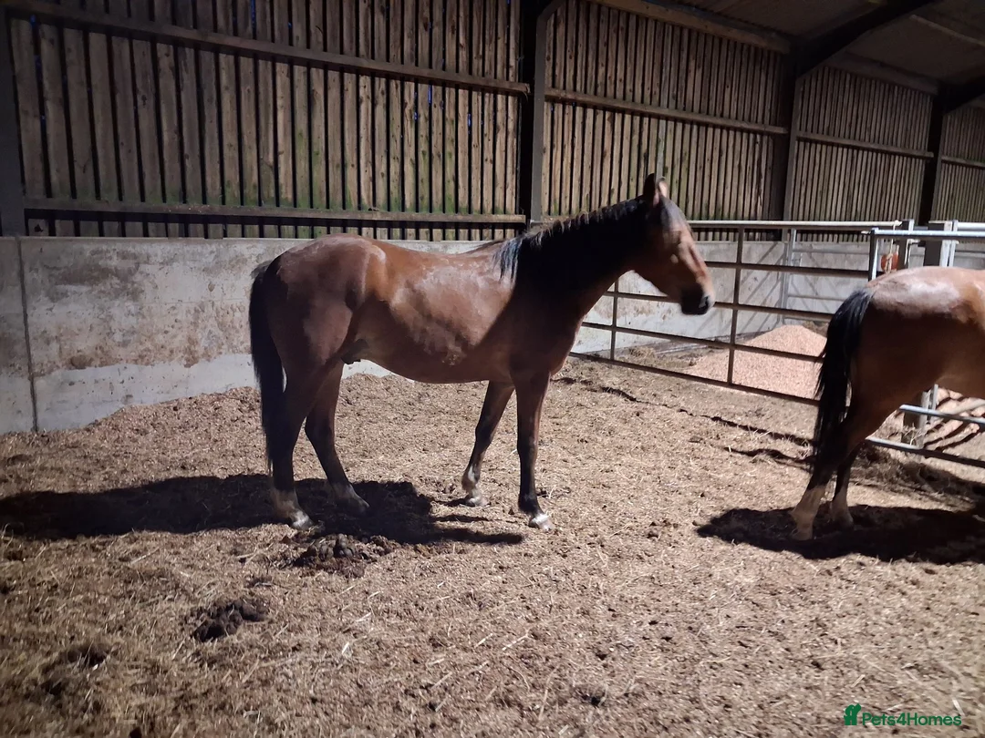New Forest horses for sale: Registered gelding already 14hh - Advert 2