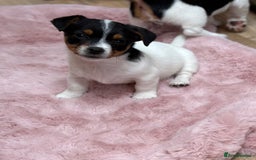Jack Russell dogs for sale: Traditional Miniature Jack Russell Puppies! - Advert 14