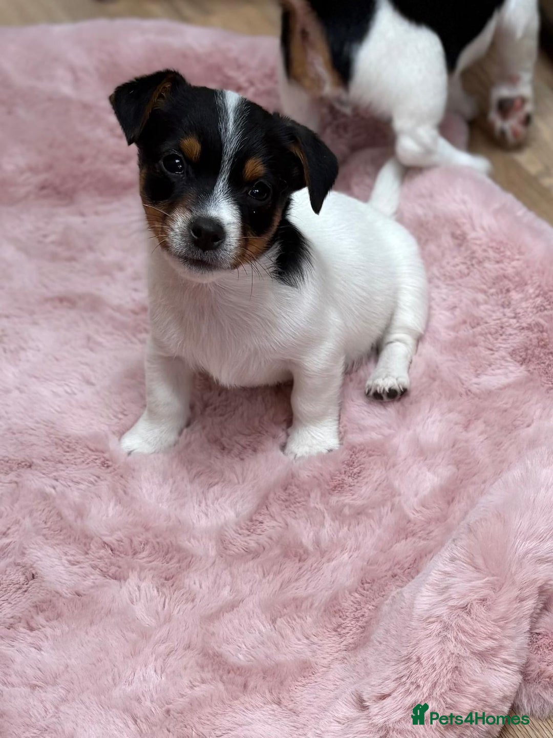 Jack Russell dogs for sale: Traditional Miniature Jack Russell Puppies! - Advert 14