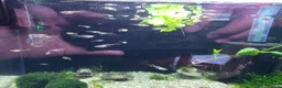 Live Bearers fish for sale: Guppys in Folkestone - Advert 3