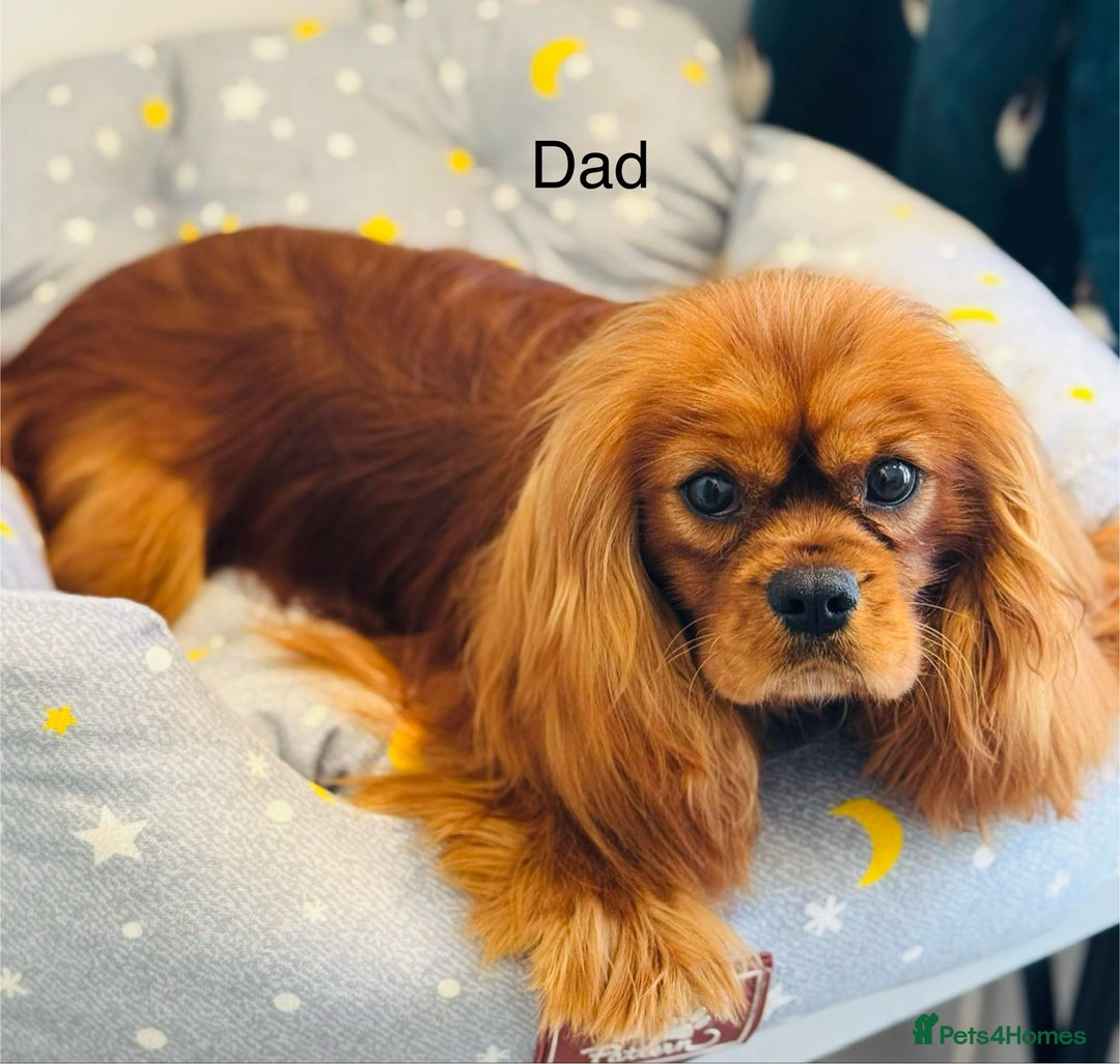 Cavapoochon dogs for sale: ✨Ruby & Blenheim Cavapoochons ❤️🐾 - Image 23