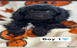 Cavapoo dogs for sale: Stunning DNA Clear pups - Image 4