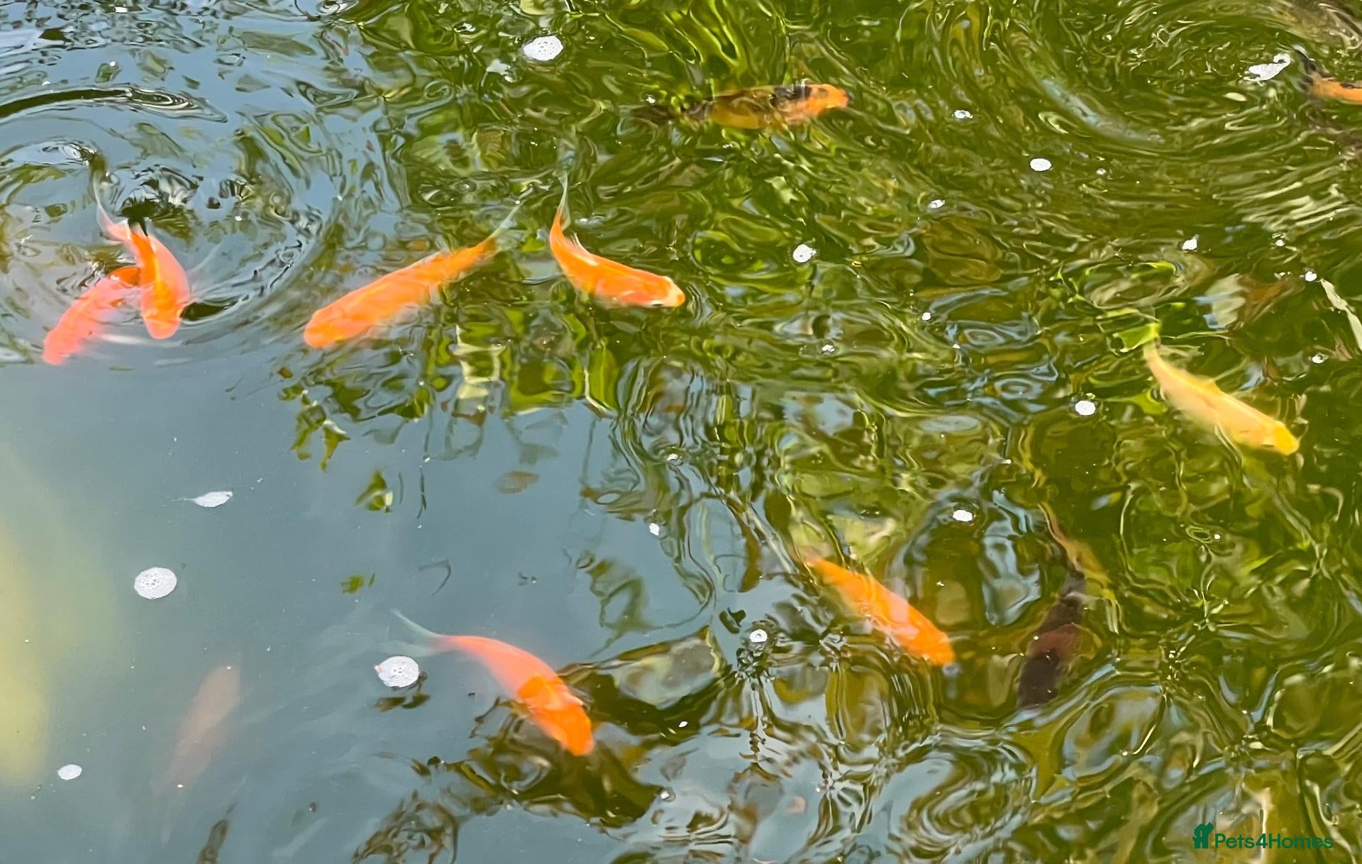 Pond Fish fish Pond Goldfish - Advert 1