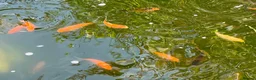 Pond Fish fish for sale: Pond Goldfish in Bedford - Advert 1
