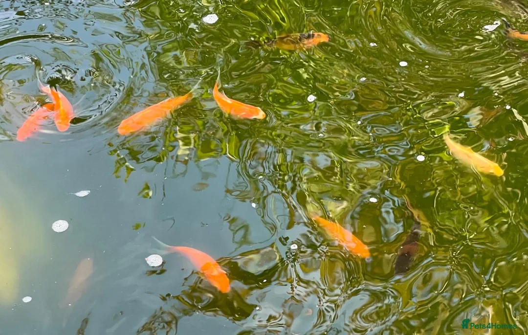 Pond Fish fish for sale: Pond Goldfish in Bedford - Advert 1