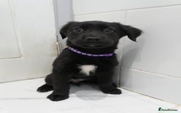 Mixed Breed dogs for sale: 2 months old - Alaskan malamute x Springardor - Image 7