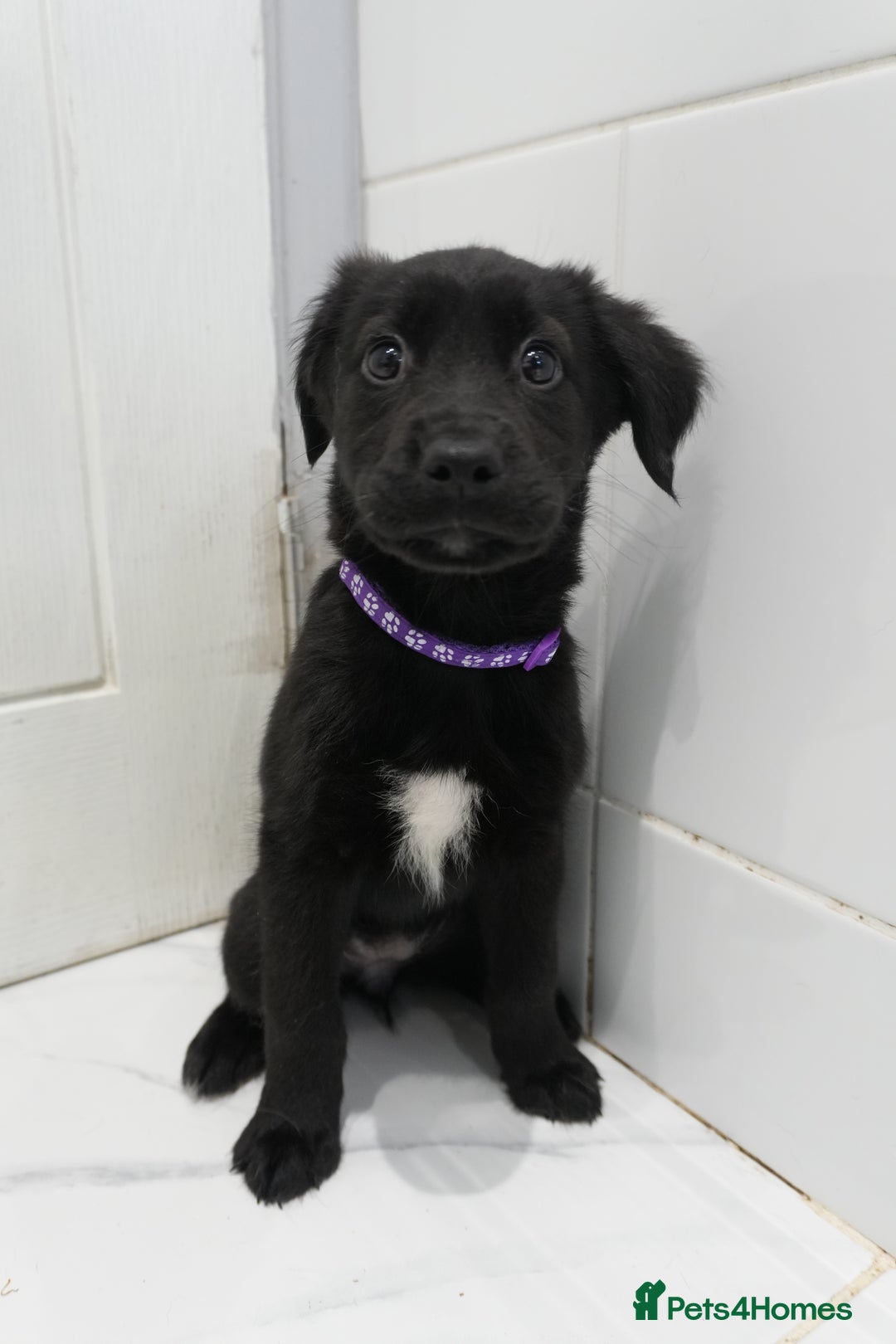Mixed Breed dogs for sale: 2 months old - Alaskan malamute x Springardor - Image 7