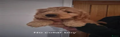 Cockapoo 1
