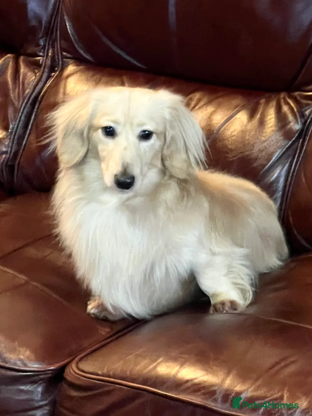 Miniature Dachshund dogs for stud: KC Dachshund cream long hair Stud [ee/ii] - Advert 3