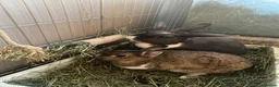 Rex rabbits for sale: 2 bonded rabbits - Advert 2