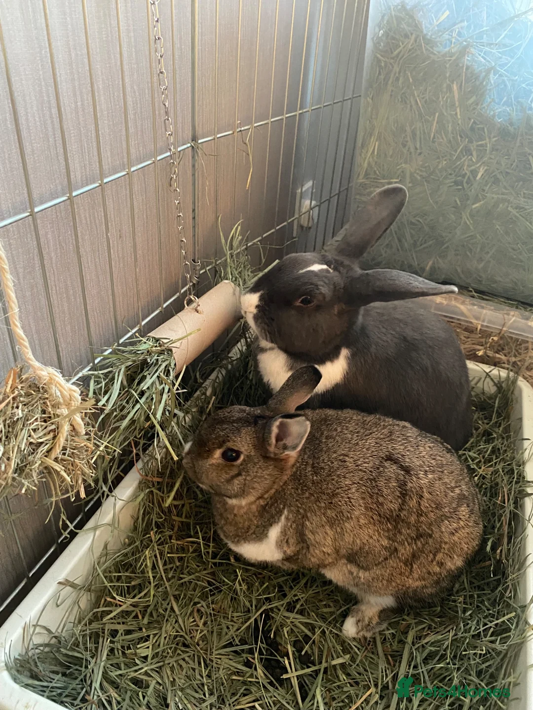 Rex rabbits for sale: 2 bonded rabbits - Advert 2