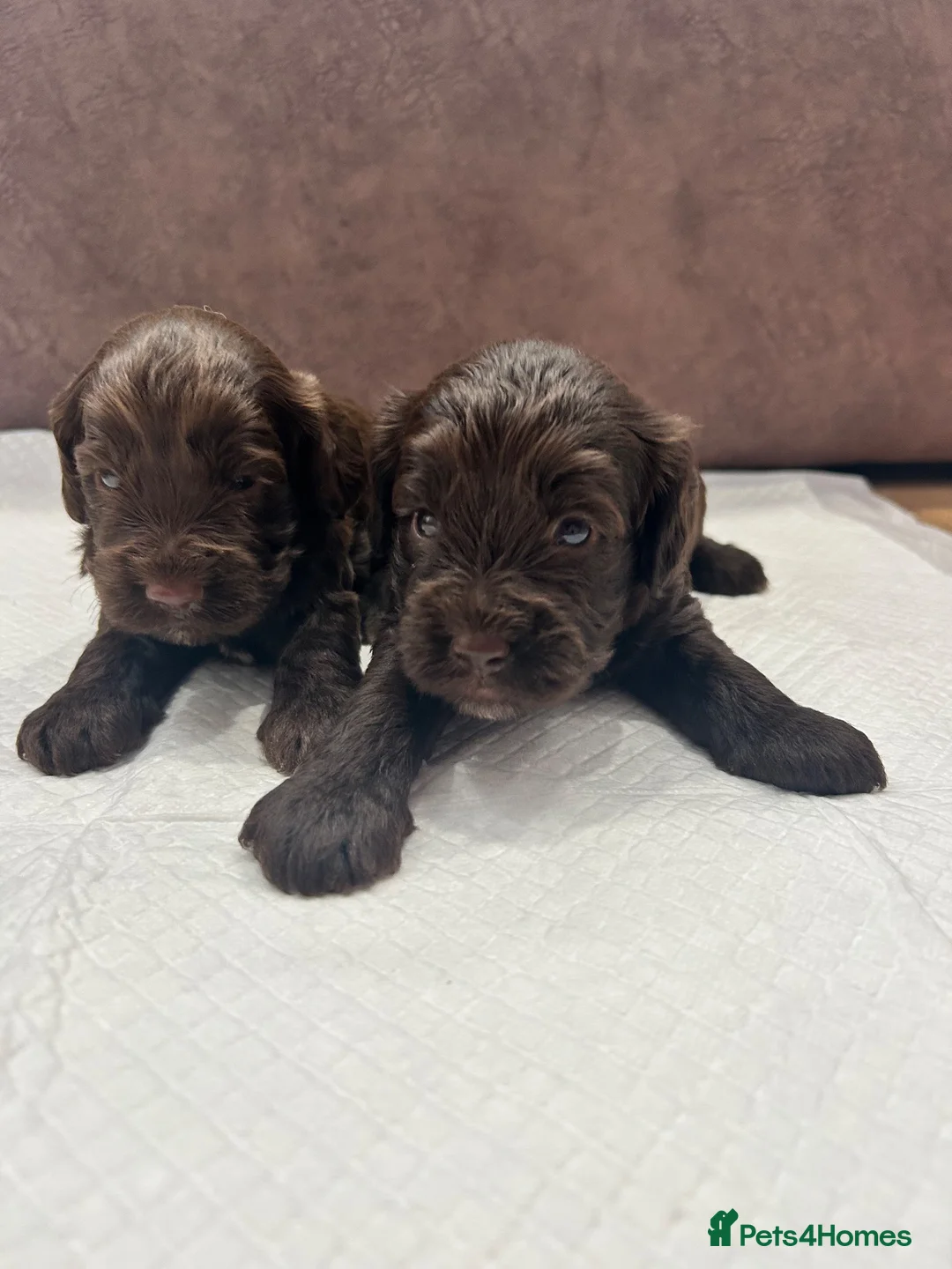 Cockapoo dogs for sale: F1 Toy Cockapoo Puppies - Advert 18