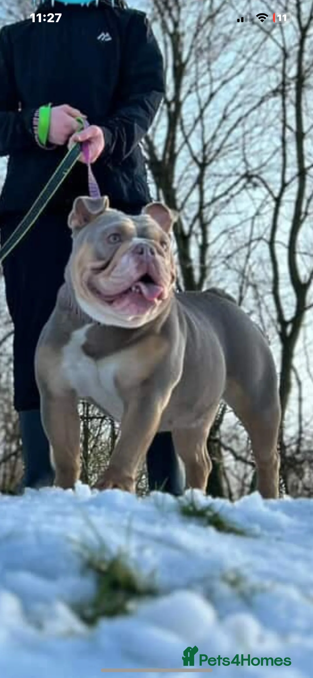 English Bulldog dogs for sale: 2 English bulldogs left ready to leave  - Advert 3