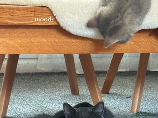 British Shorthair cats British short hair - Advert 1