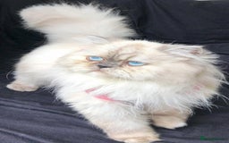 Persian cats for sale: Persians with beautiful features 4 AVAILABLE - Advert 12