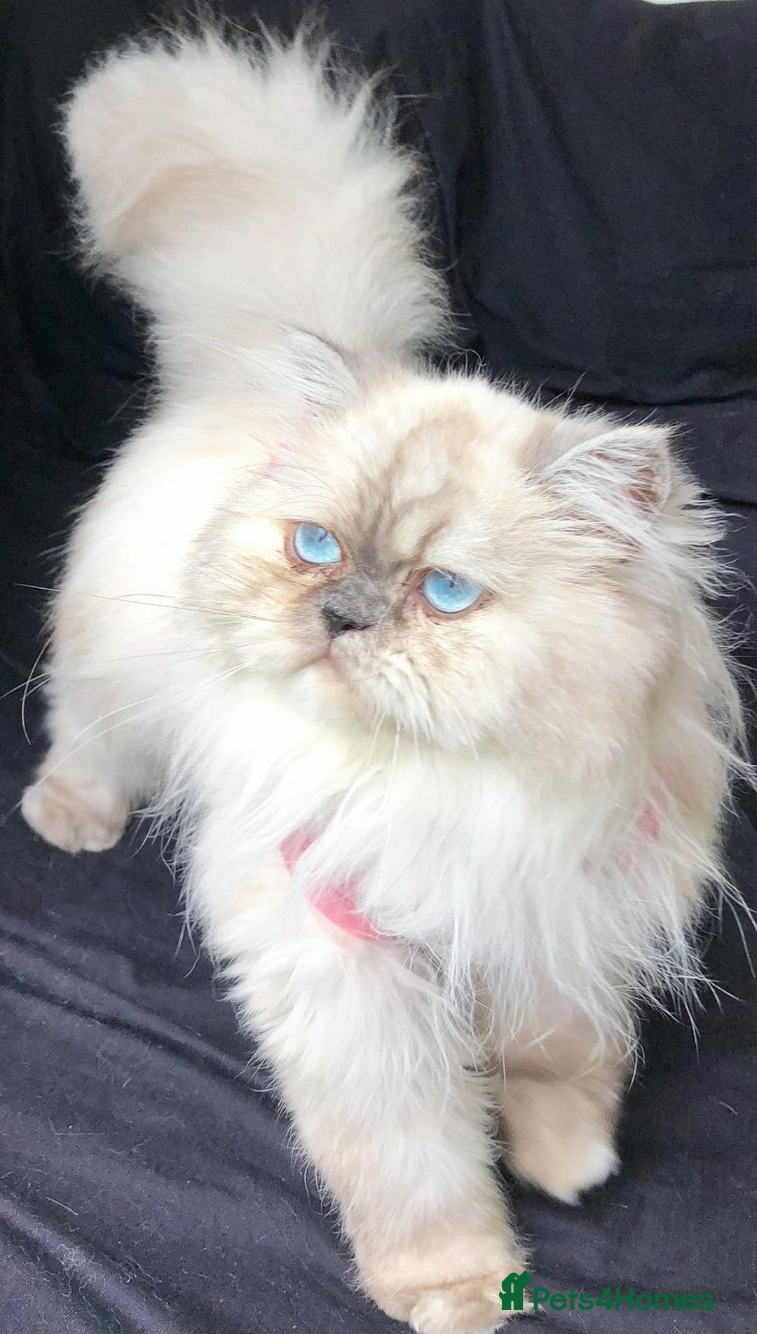 Persian cats for sale: Persians with beautiful features 4 AVAILABLE - Advert 12