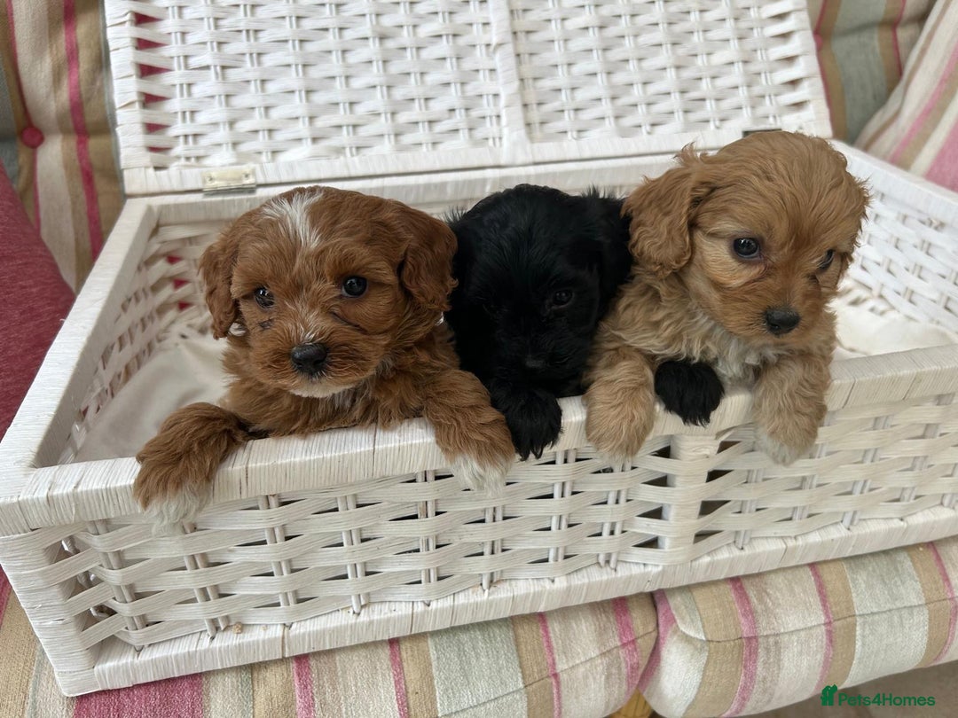 Cavachon dogs for sale: Outstanding Cavapoochon Puppies - Image 7