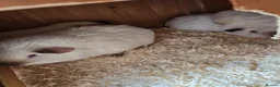 Guinea Pig rodents for sale: Guinea pigs and cages  in Bridgwater - Advert 3