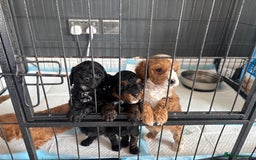 Cockapoo dogs for sale: Stunning cockapoodles  - Image 6