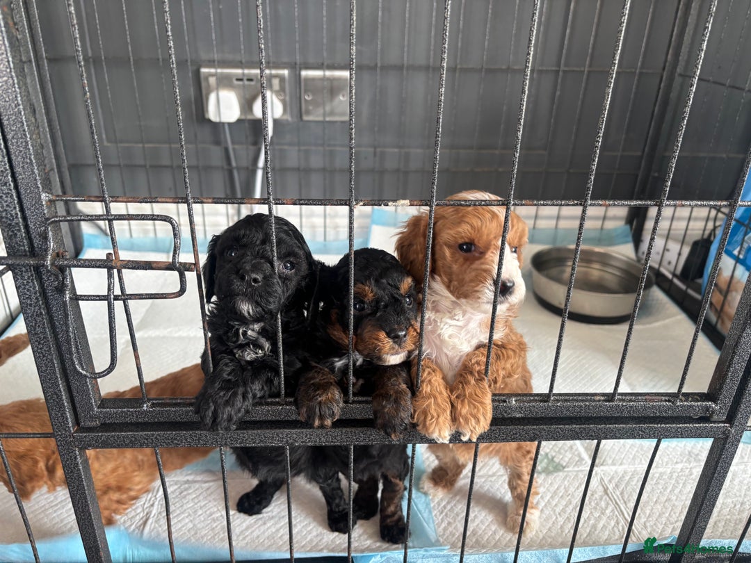 Cockapoo dogs for sale: Stunning cockapoodles  - Image 6