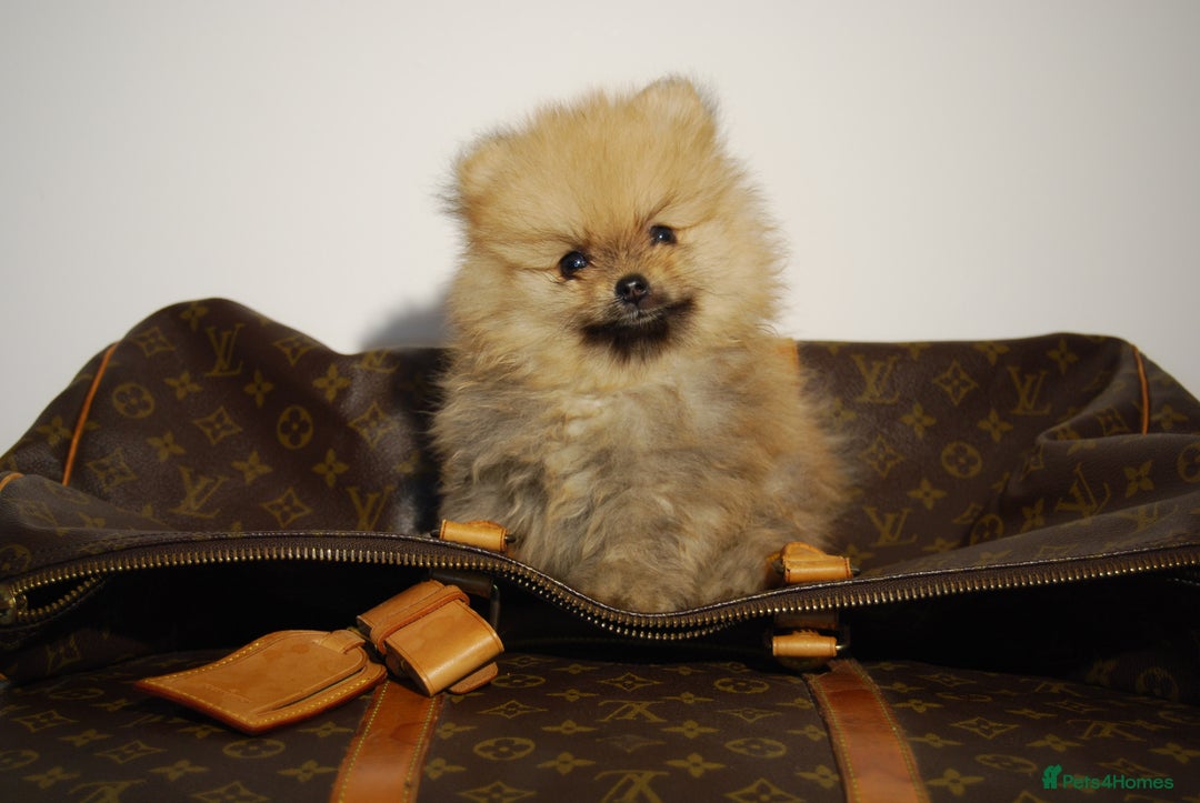 Pomeranian dogs for sale: UK's Best Toy Pomeranian Puppies  - Image 4
