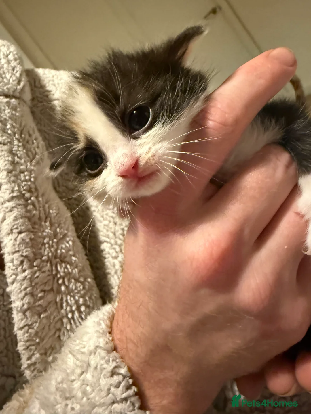 Mixed Breed cats for sale: Mixed bread kittens for sale  - Advert 8