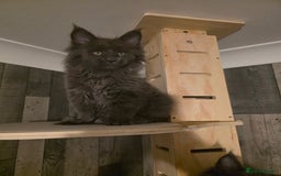 Maine Coon cats for sale: Maine Coon kittens avaliable - Image 3