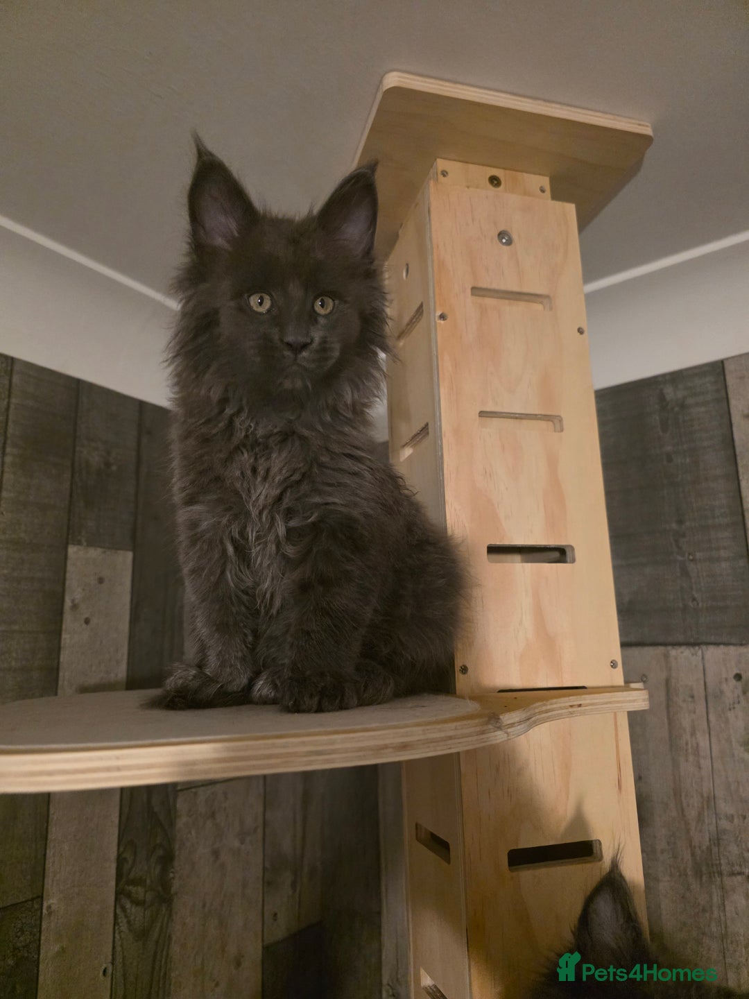 Maine Coon cats for sale: Maine Coon kittens avaliable - Image 3