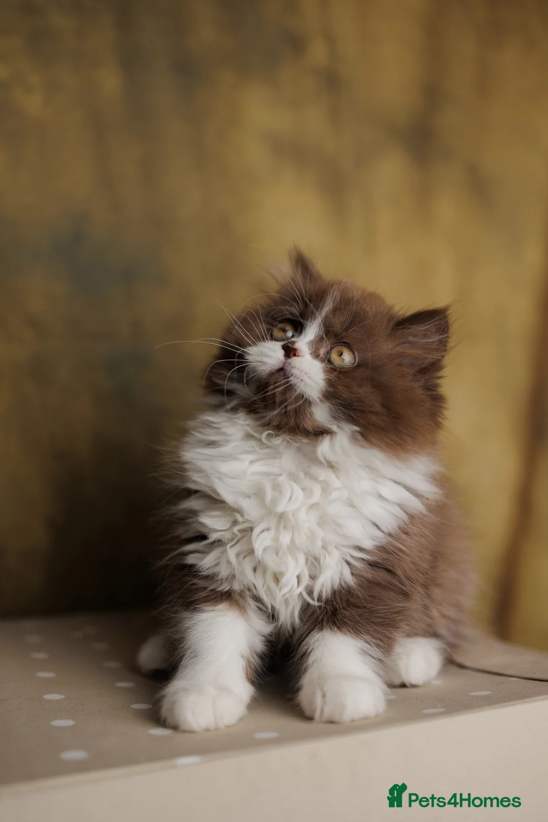 British Shorthair cats for sale: Choco Lilac Red Bicolour British Short Long-haird - Advert 2