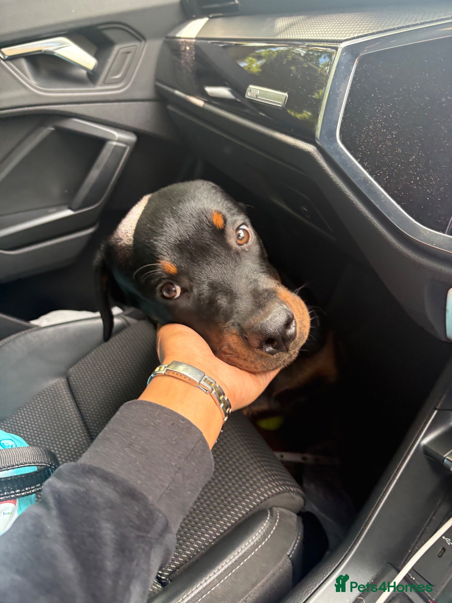 Rottweiler dogs Rottweiler for sale 5 months  - Advert 6