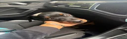 Rottweiler dogs for sale: Rottweiler for sale 5 months  in Waltham Abbey - Advert 1