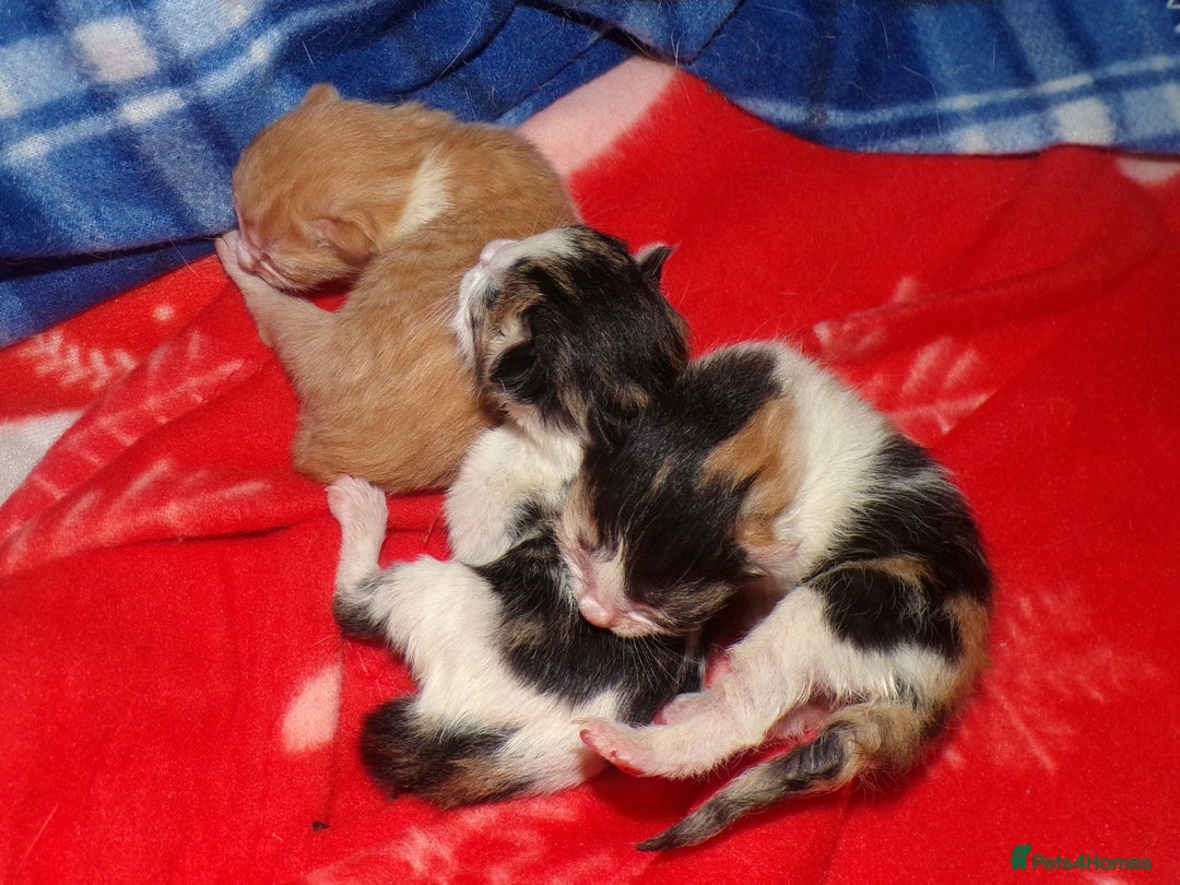 Mixed Breed cats for sale: 3 Adorable Kittens – 2 Girls & 1 Boy - Image 5