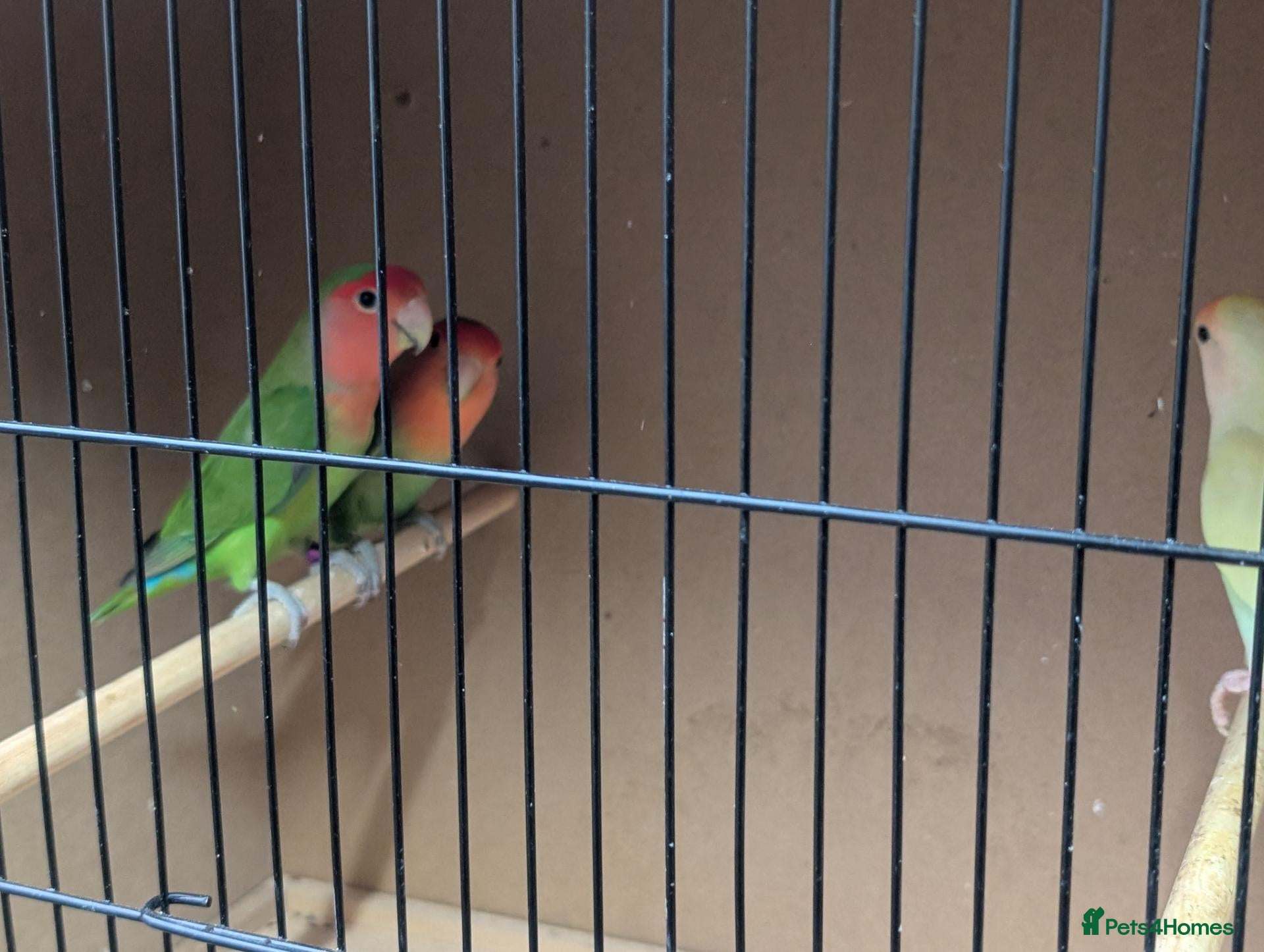 Lovebirds birds All Colour Love Birds - Advert 2