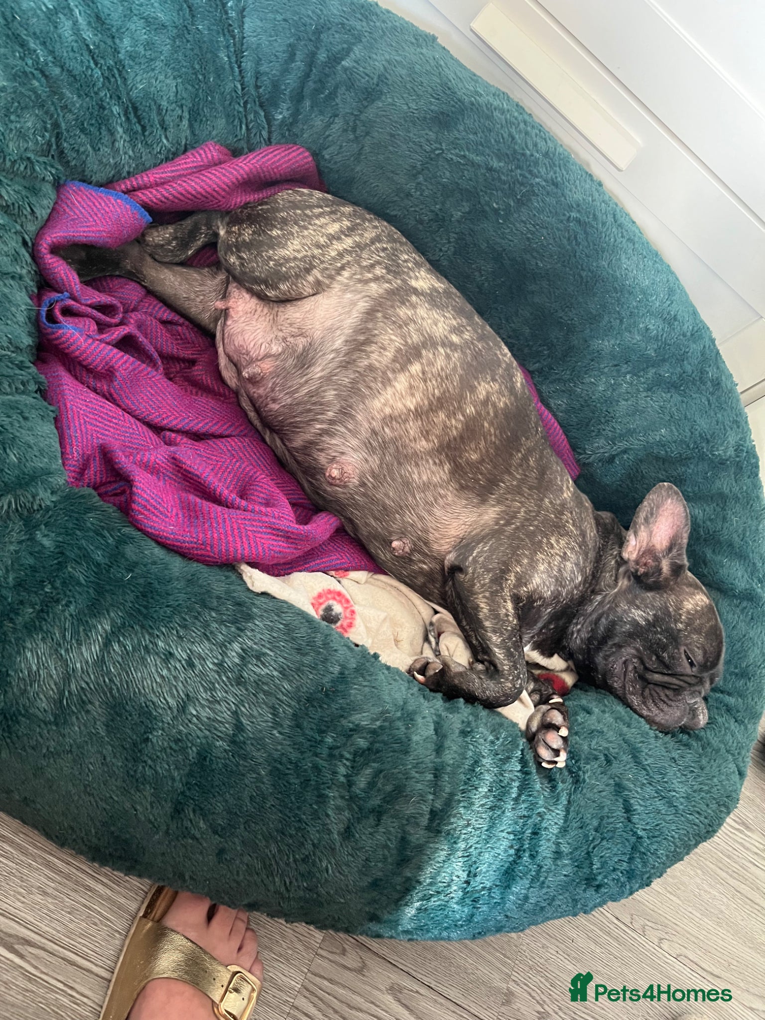 French Bulldog dogs French bulldog puppies  - Advert 2