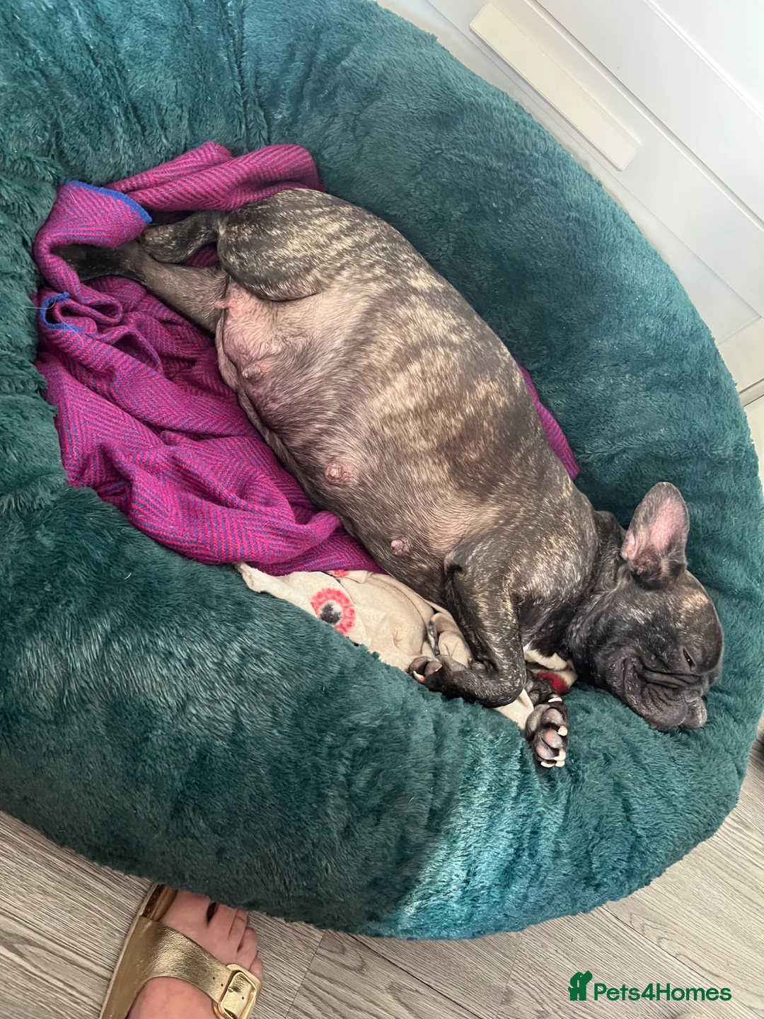 French Bulldog dogs for sale: French bulldog puppies  - Advert 1