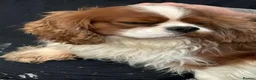 Cavalier King Charles Spaniel dogs for sale: KC Cavalier King Charles DNA 5* licensed home bred - Advert 31
