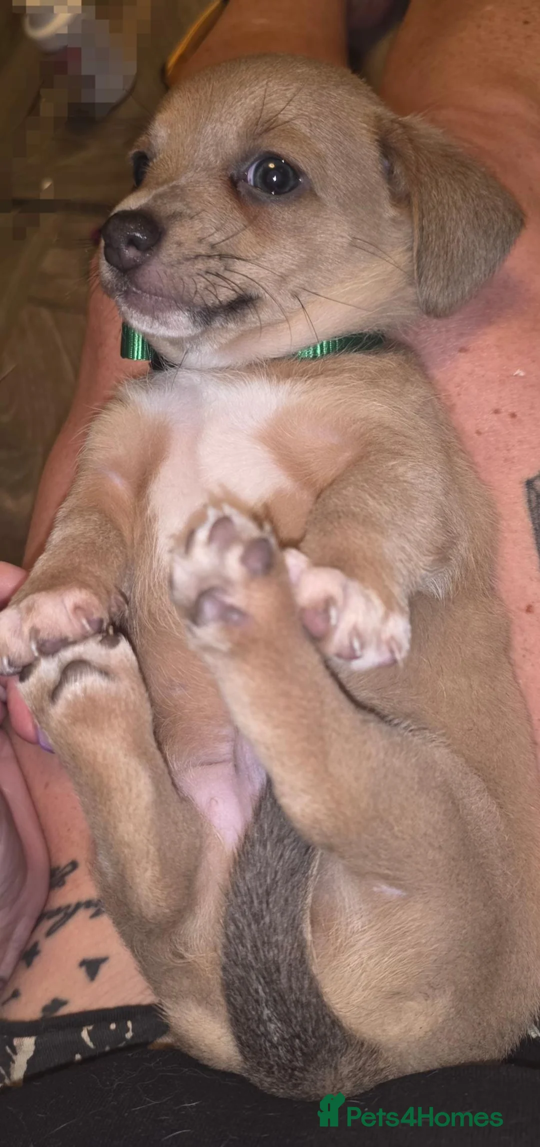 Chiweenie dogs for sale: Chiweenie boys - Advert 9